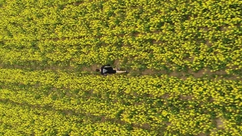 Vertical video. Runner in the picturesque rapeseed field. Aerial view. Video stock 263366475