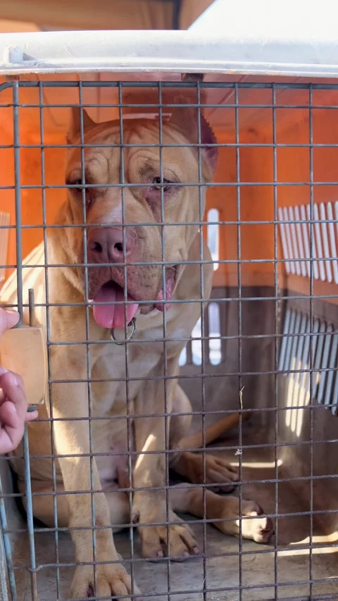 Vertical video of a sad American bully dog, golden color bully dog in the cage, Vídeos de archivo 343790619