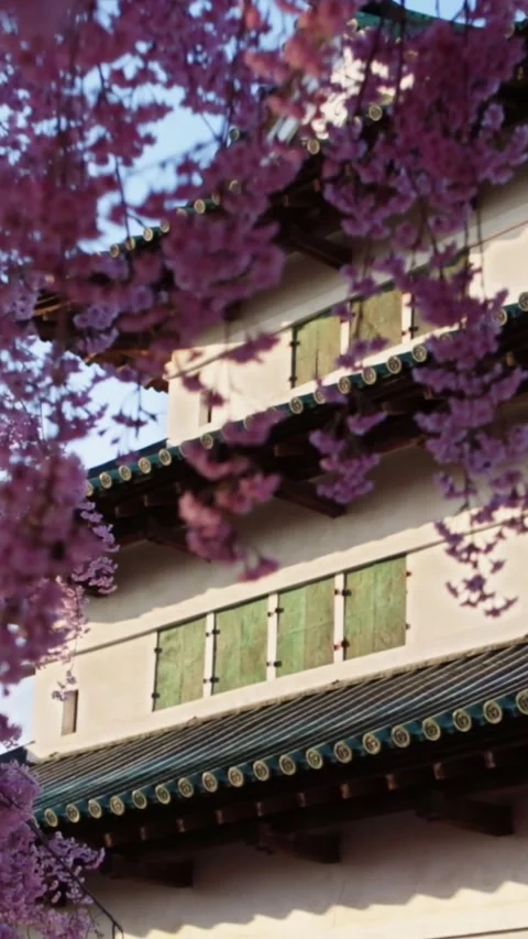 Vertical video: Sakura in bloom and Japanese pagoda in spring in Japan Stock Footage 316685128