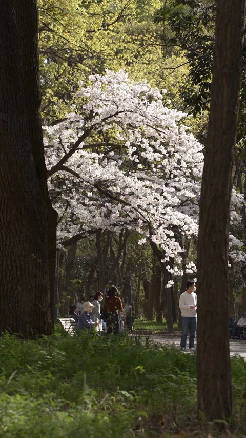 Vertical video, sakura tree blooming white flowers on a spring day Video stock 268131207