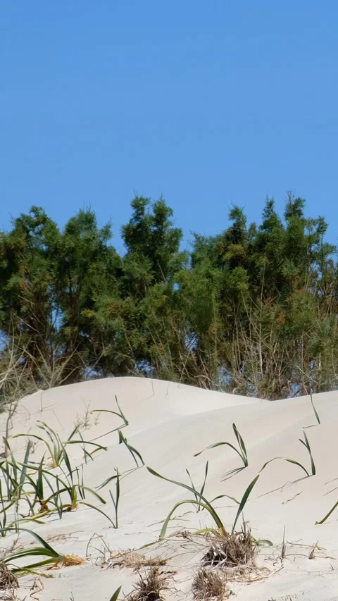 Vertical video of the sand dunes of Elafonisi beach with sea daffodils Stock Footage 344914754