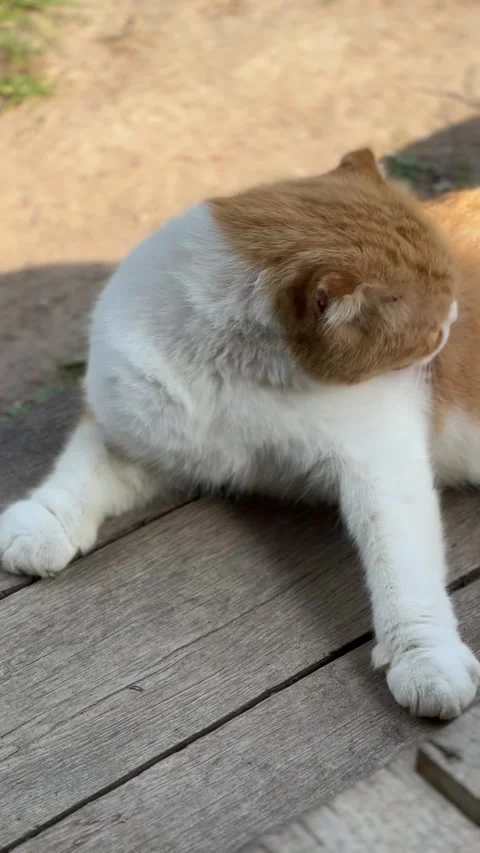 Vertical video of a Scottish Fold cat lying on wooden steps outdoors Stock Footage 308928990