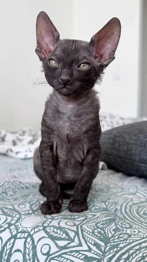Vertical video of a Scottish Rex kitten Stock Footage 308626356