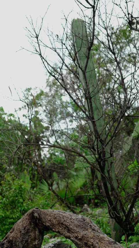 Vertical video, scrub ecosystem in rainy days Stock Footage 280633062