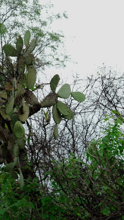 Vertical video, scrubland during the rainy season in Mexican territory Stock Footage 280633040