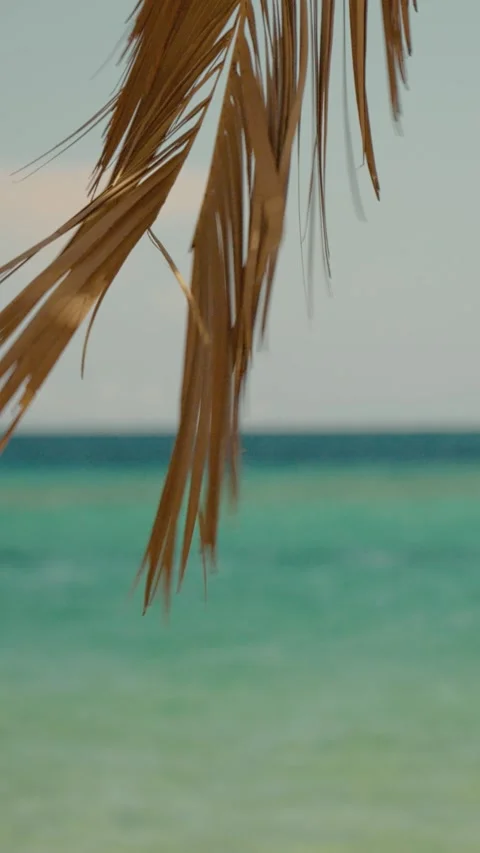Vertical video Sea waves softly blurred and focus on plants in the foreground. Stock Footage 303699020