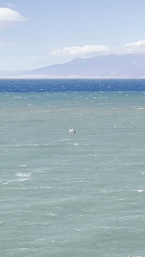 Vertical video of a seagull fighting the wind over the sea looking for food Stock Footage 266063282