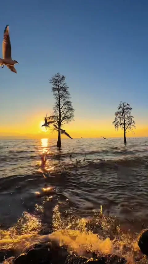 Vertical video of seagulls flying around two silhouette trees in lake at gol Vídeos de archivo 328620347