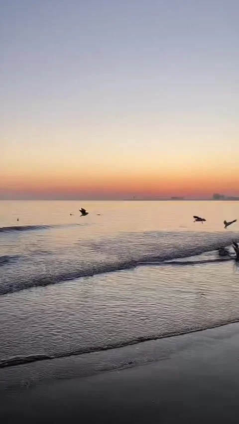 Vertical Video of Seagulls Flying over Calm Ocean Waves during Pink Sunset Stock Footage 326372423