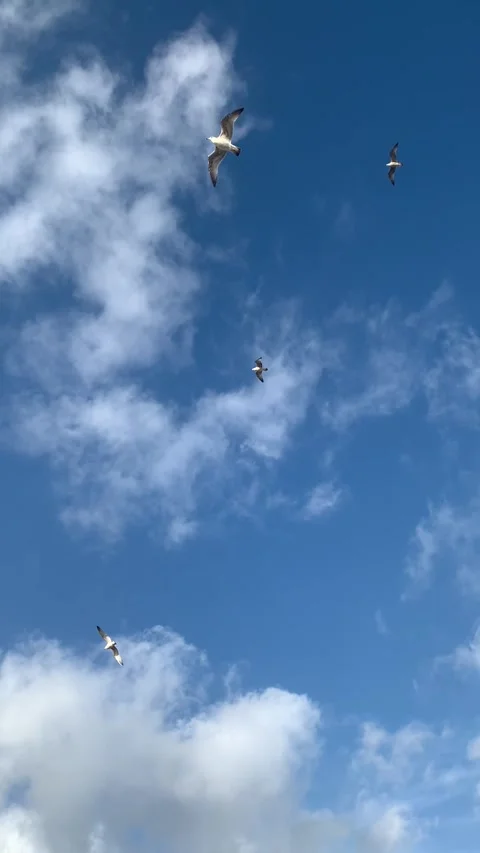 Vertical video. Seagulls in the sky. Dynamic video with birds and clouds Stock Footage 240594615