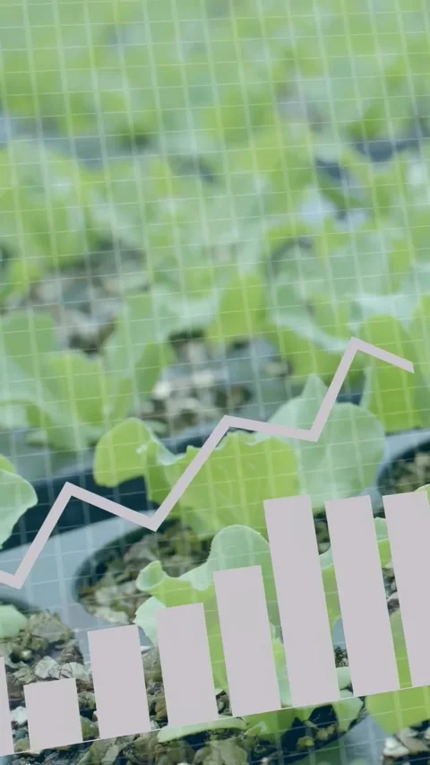 Vertical video: Seedlings on bench, sensors initiating agritech overlays Video stock 337540665
