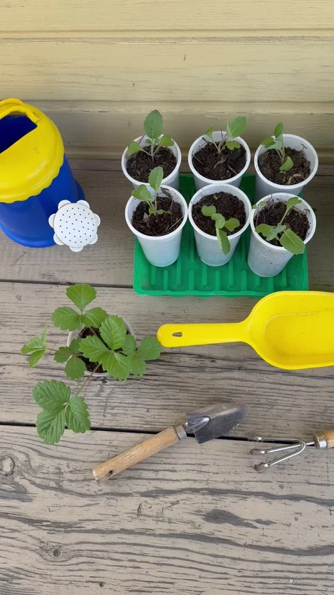 Vertical video of seedlings of cabbage. Spring gardening Stock Footage 308294338