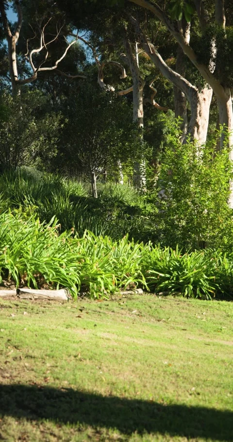 Vertical video: Senior couple emerging from shrubs and walking on lawn with cane Stock Footage 345395201