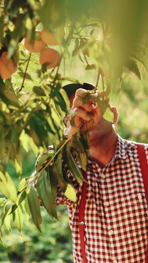 Vertical Video of Senior man in summer cap working at green garden checking Stock Footage 304039740