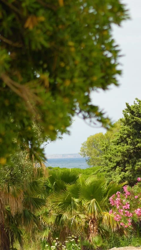 Vertical video of a serene view of Kos vibrant coastline framed by lush gre.. Stock Footage 292756094
