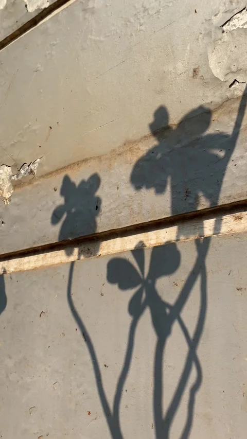 Vertical video of shadow of flower and leaves Video stock 342589934