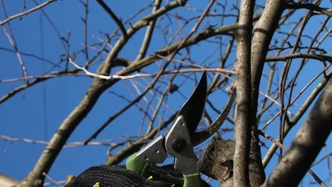 Vertical video. Sharp pruner cut the branches on the trunk of the tree. Video stock 263064771