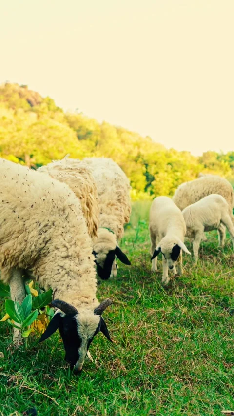Vertical video of sheep grazing in meadow Stock Footage 336318173