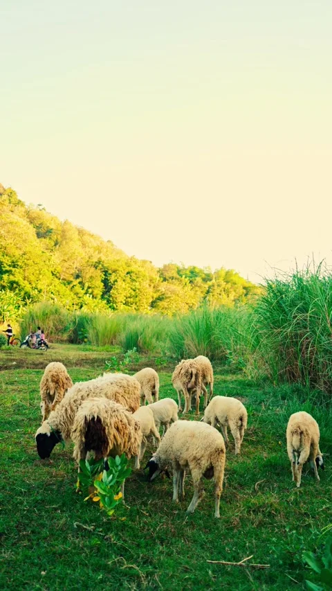 Vertical video of sheep grazing in meadow Stock Footage 336318348