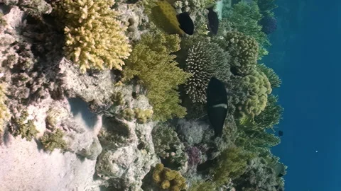 Vertical video shows diversity of fish on underwater coral reef in Red Sea. Stock Footage 274032696