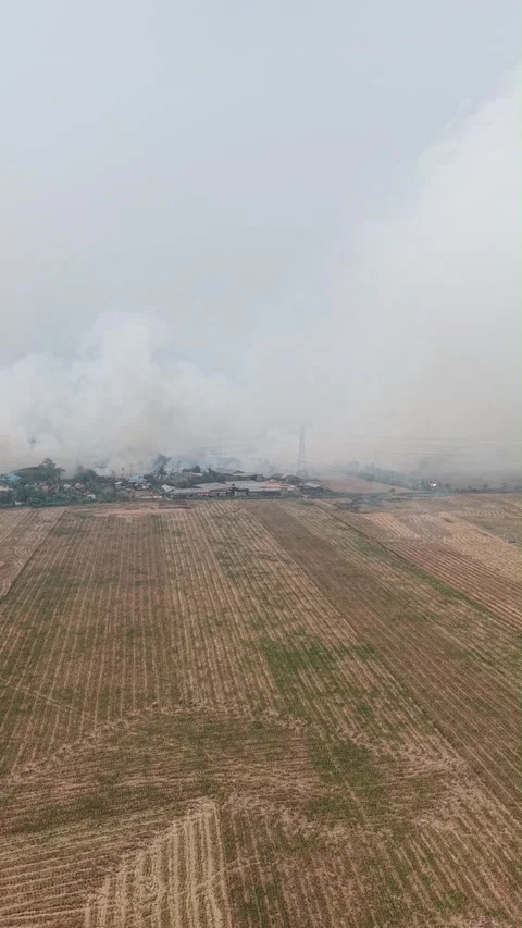 A vertical video shows a forest fire near residential areas and schools, ge.. Vidéo 347112789