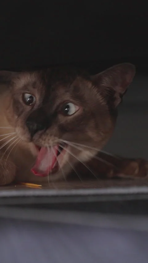Vertical video. Siamese Cat Hiding Under Bed While Yawning Widely with Tongue Stock Footage 317737044