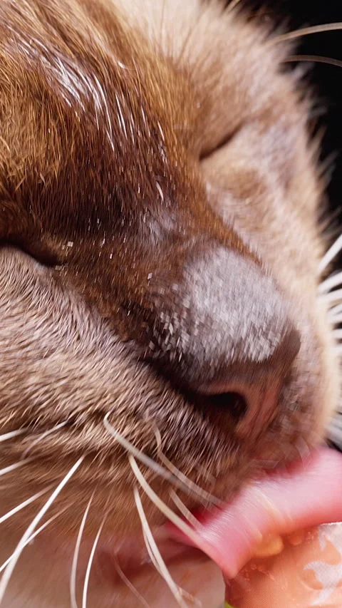 Vertical video. Siamese Cat Licks A Frozen Treat Against A Black Background, Ext Stock Footage 341418140