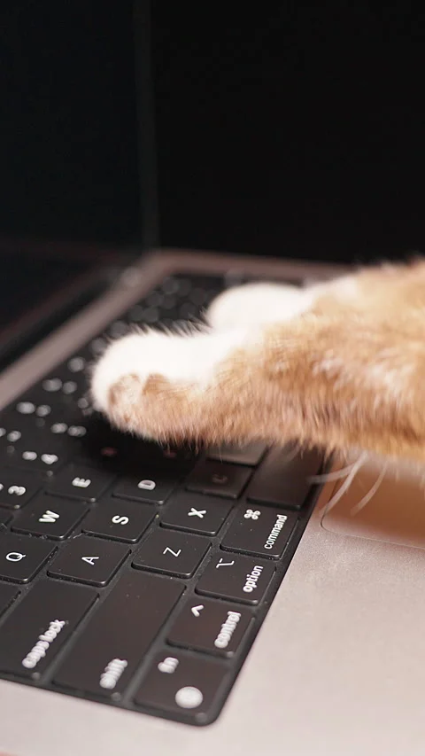 Vertical video. Siamese Cat Paws Press Laptop Keyboard Keys in Close Up, Playful Stock Footage 341976852