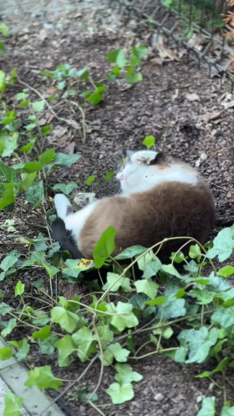Vertical video of a Siamese cat playing on the ground among green plants Stock Footage 308929057