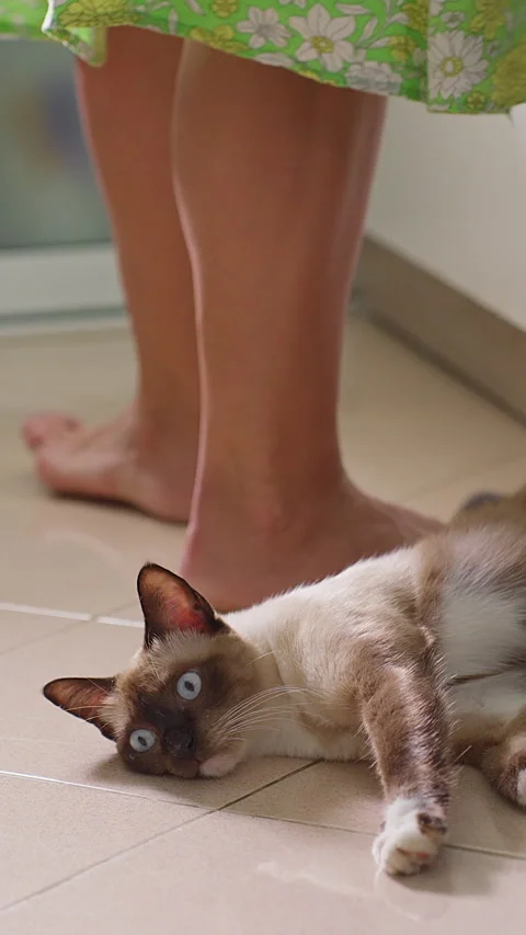 Vertical video. Siamese Cat Rolling on Kitchen Floor While Begging for Food Duri Stock Footage 339188579