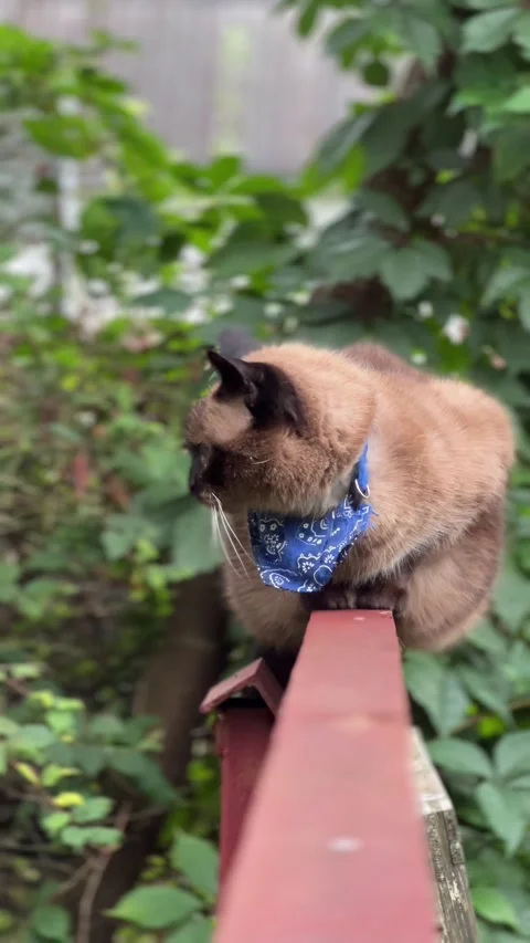 Vertical video of a Siamese cat sitting on a fence with trees in the background Stock Footage 308929323