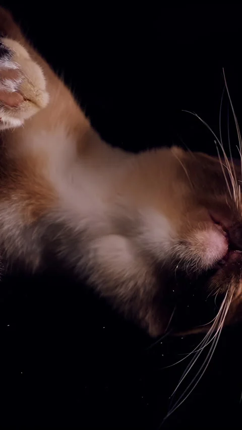 Vertical video. Siamese Cat Spitting Out Dry Food through Transparent Glass, Bot Stock Footage 332280964