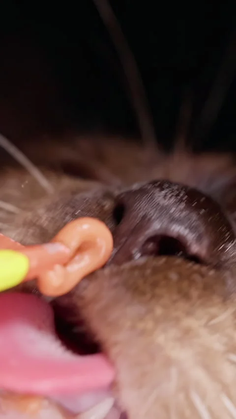 Vertical video. Siamese Rat Eats Soft Food From Yellow Applicator Held by Light Stock Footage 341420004