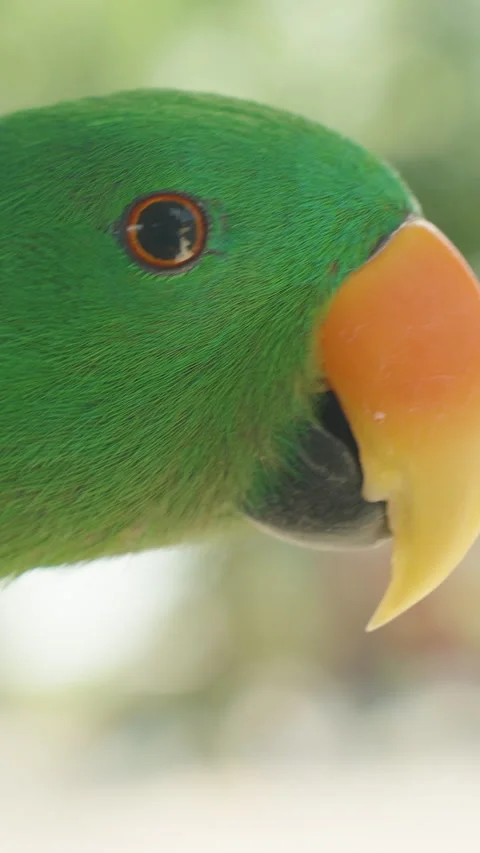 Vertical video. Side View of Green Parrot with Orange Beak in Soft Natural Light Stock-Footage 314018424