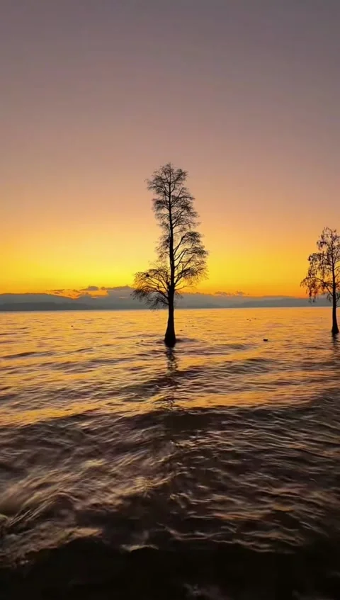 Vertical Video of Silhouette Trees Standing in Lake at Golden Sunset with Ca Stock Footage 328619639