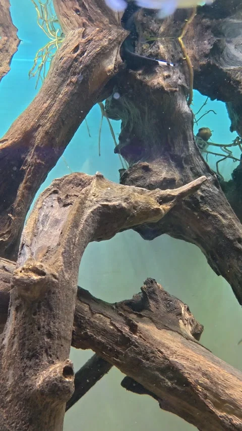 Vertical Video of Silver fish glides through tangled Stock Footage 341375576