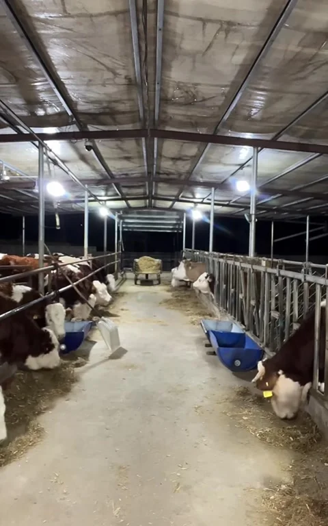 Vertical video of Simmental cattle eating fodder in a brightly lit indoor ba Video stock 325635162