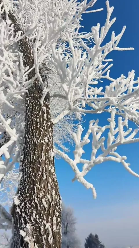 Vertical Video Single Rime Ice Tree with Pure White Branches Swaying in the Stock-Footage 328274351