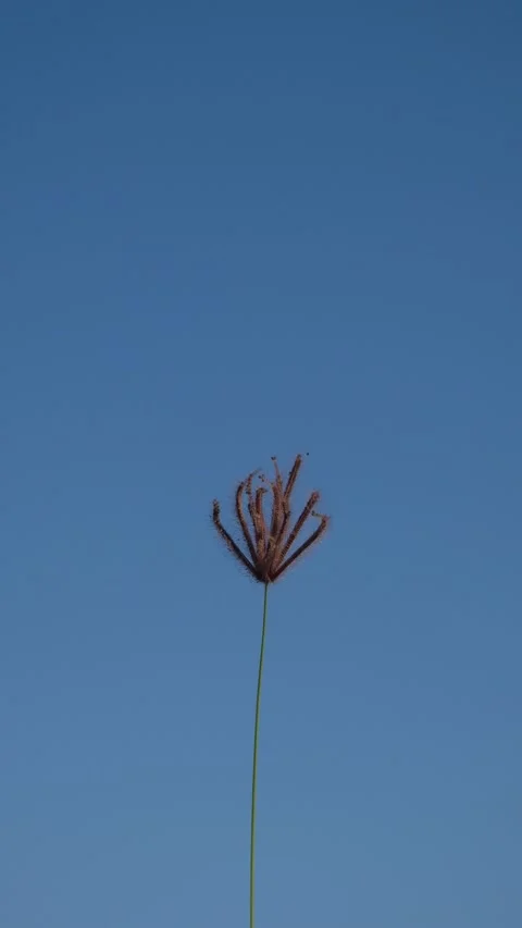 Vertical video of single wild grass flower swaying gently against a clear bl Stock Footage 342955495