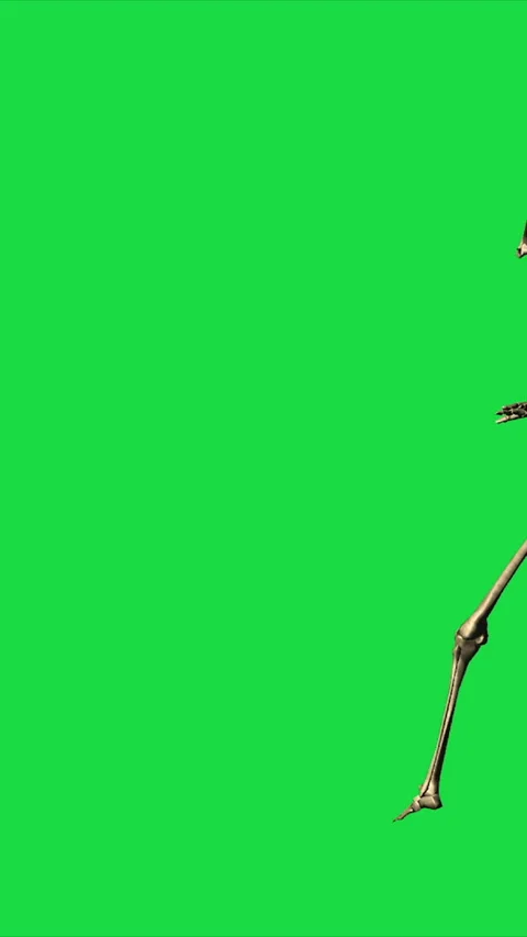 Vertical video Skeleton Exercise Karate - Separate On Green Screen Stock Footage 223109113