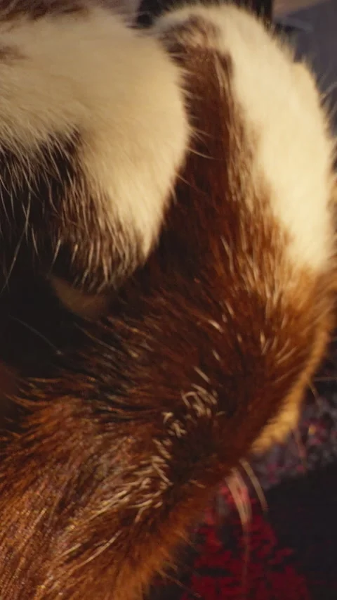 Vertical video. Sleeping Cat Covering Face With Paws From Bright Sunlight On Col Stock Footage 331873905