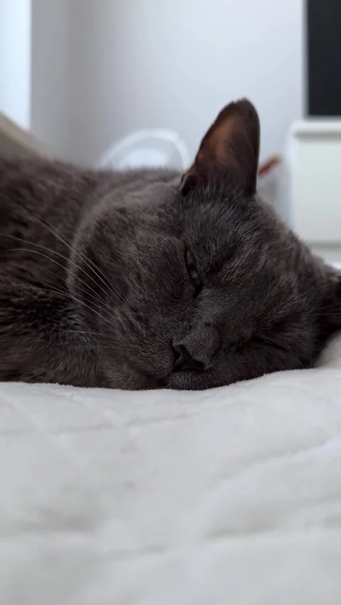 Vertical video Sleeping Gray Cat on White Bed   Soft Cozy Stock Footage 308809804