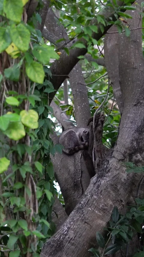 Vertical video of Sleeping racoon resting on a tree branch Stock Footage 330878918