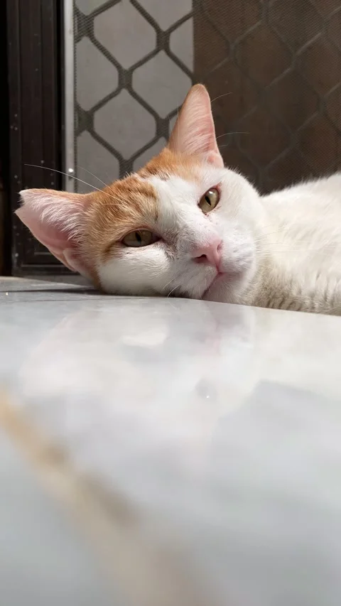 Vertical video of Sleepy cat Stock Footage 321116009