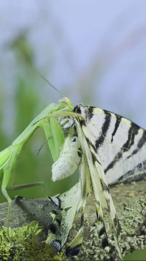 Vertical video, Slow motion, Close-up of Green praying mantis sits on tree Stock Footage 205812607