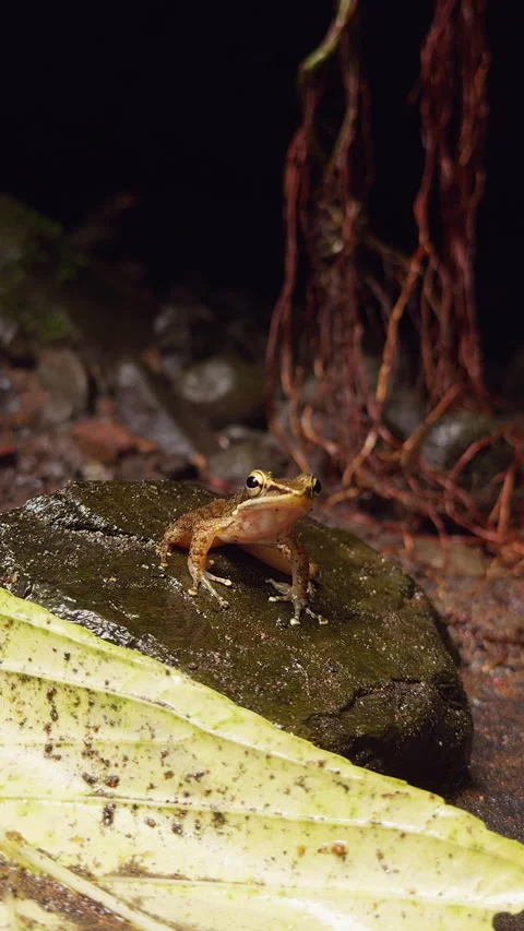 Vertical video. Slow Motion Close Up of Small Frog Leaping Away Into Tropical St Stock Footage 337052176