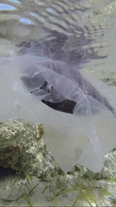 Vertical video, Slow motion, dead Parrotfish drifting in plastic bag under surfa Video stock 197529416