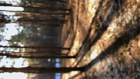 Vertical video. Slow motion. Dolly shot. Magical winter forest. Blizzard in the  Video stock 143388607