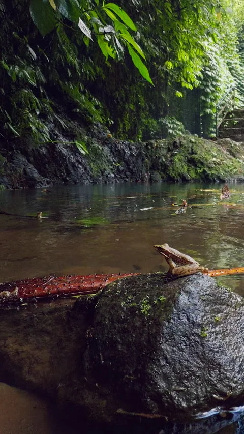 Vertical video. Slow Motion Low Angle View of Frogs Leaping From Rainforest Stre Stock Footage 337020722