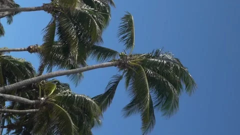 Vertical video - slow motion - palms trees and wind Stock Footage 172164049